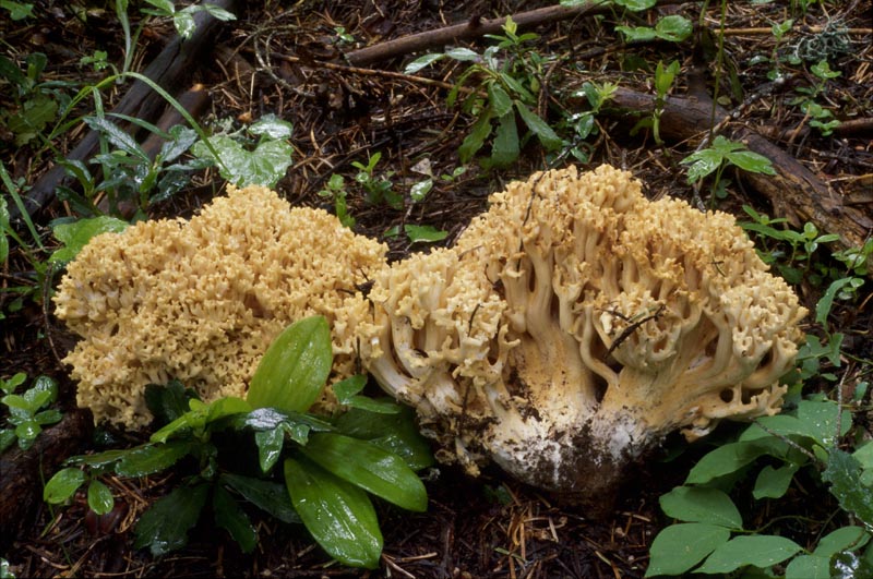 Ramaria magnipes var magnipes